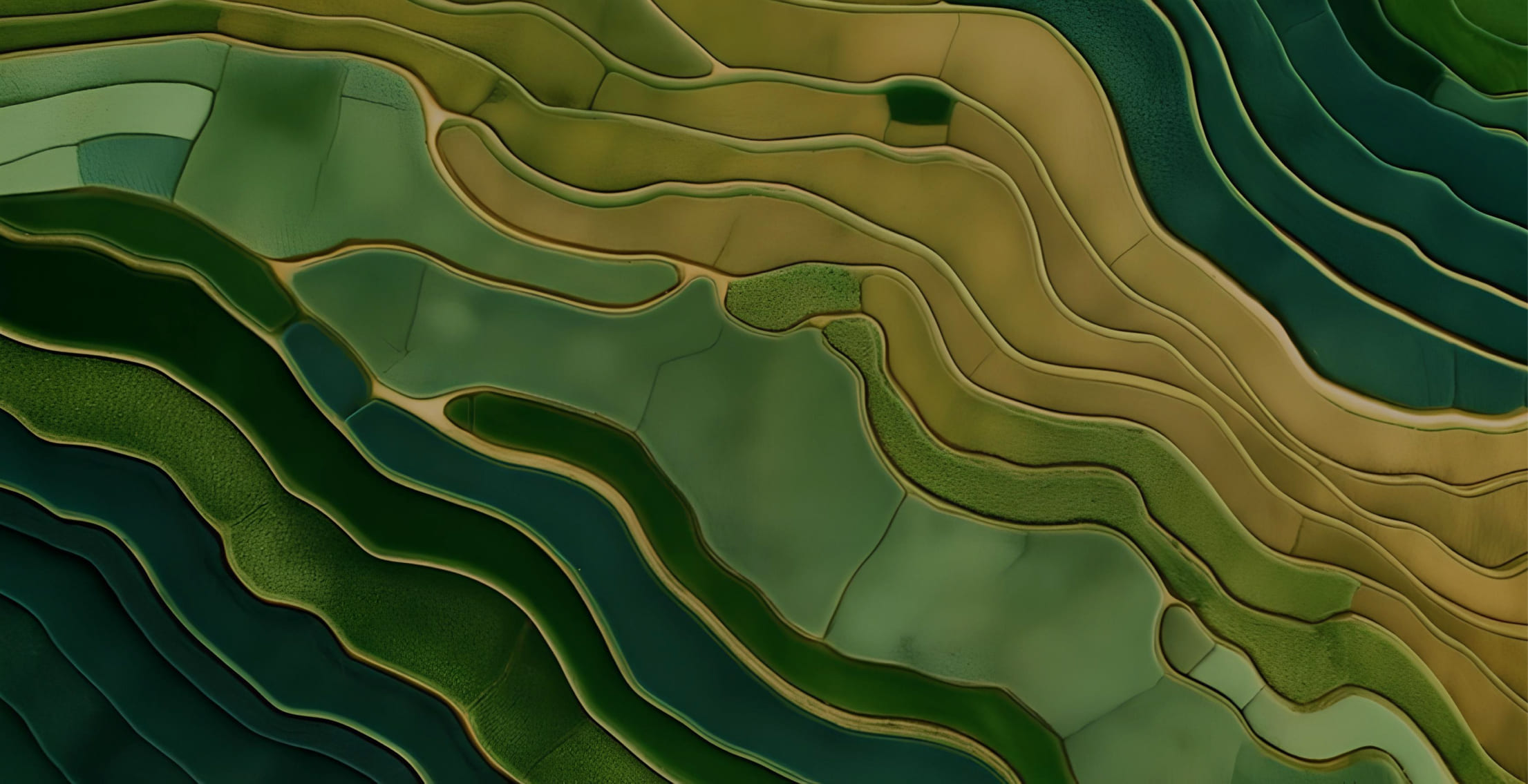 Aerial view of tiered green and tan rice terraces with winding paths.